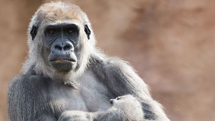V ZOO Praha uhynula "jemná a přátelská" gorila Bikira. Podlehla krvácení do břicha; Zdroj foto: Tomáš Adamec, Zoo Praha