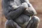 Zoo Praha končí s přenosem goril, diváci ji kritizovali