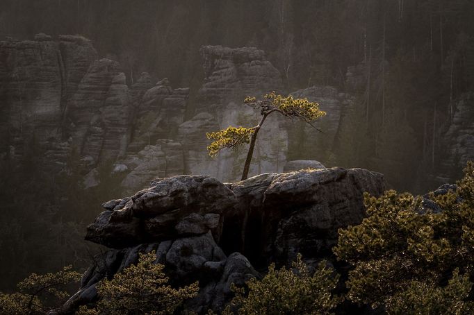 Nominace na vítěze soutěže Czech Nature Photo 2018