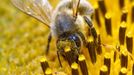 File picture shows a bee collecting pollen from a sunflower on a field near the northern Swiss town Leibstadt July 9, 2012. European Union governments failed to reach a decision on March 15, 2013 on whether to ban three widely-used pesticides linked to the decline of honeybees, the European Commission said. Picture taken July 9, 2012. REUTERS/Arnd Wiegmann/File (SWITZERLAND - Tags: ANIMALS ENVIRONMENT) Published: Bře. 15, 2013, 1:53 odp.