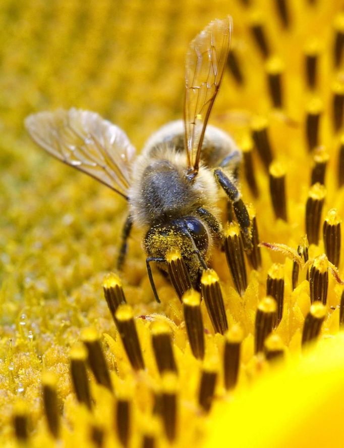 File picture shows a bee collecting pollen from a sunflower on a field near the northern Swiss town Leibstadt July 9, 2012. European Union governments failed to reach a decision on March 15, 2013 on whether to ban three widely-used pesticides linked to the decline of honeybees, the European Commission said. Picture taken July 9, 2012. REUTERS/Arnd Wiegmann/File (SWITZERLAND - Tags: ANIMALS ENVIRONMENT) Published: Bře. 15, 2013, 1:53 odp.