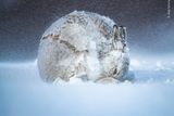 Britský fotograf Andy Parkinson zachytil samici zajíce v zimní krajině Skotské vysočiny. O to, aby pořídil tento perfektní záběr, se ve zmrzlé krajině snažil pět týdnů, než se mu to podařilo.