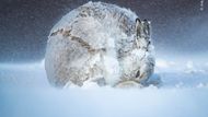 Britský fotograf Andy Parkinson zachytil samici zajíce v zimní krajině Skotské vysočiny. O to, aby pořídil tento perfektní záběr, se ve zmrzlé krajině snažil pět týdnů, než se mu to podařilo.