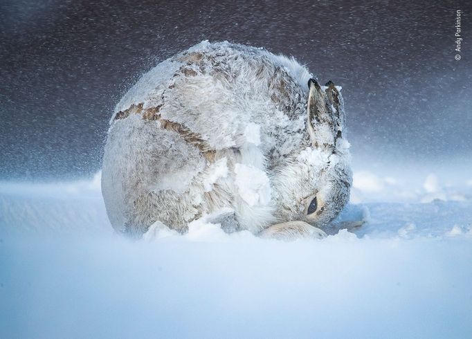 Nejlepší snímky přírody podle hlasování veřejnosti, Wildlife Photographer of the Year