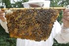 Na Semilsku se objevila nebezpečná včelí nákaza, veterináři vytyčili ochranné pásmo