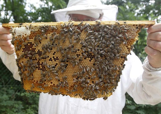 Felix Munk, head of the beekeeper organization Stadtimker, holds a honeycomb with bees in Vienna July 11, 2012. Munk is a member of Vienna's Stadtimker, one of a growing number of urban beekeepers' associations who are trying to encourage bees to make their homes in cities, as pesticides and crop monocultures make the countryside increasingly hostile. Bee populations are in sharp decline around the world, under attack from a poorly understood phenomonenon known as colony collapse disorder, whose main causes are believed to include a virus spread by mites that feed on haemolymph - bees' "blood". Picture taken July 11, 2012. REUTERS/Lisi Niesner (AUSTRIA - Tags: ENVIRONMENT ANIMALS SOCIETY) Published: Čec. 25, 2012, 1:08 odp.