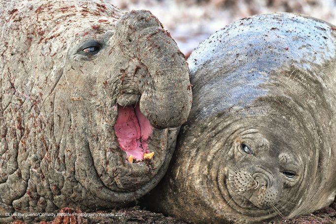 Zábavné fotky zvířat: finalisté soutěže Comedy Wildlife Awards 2020