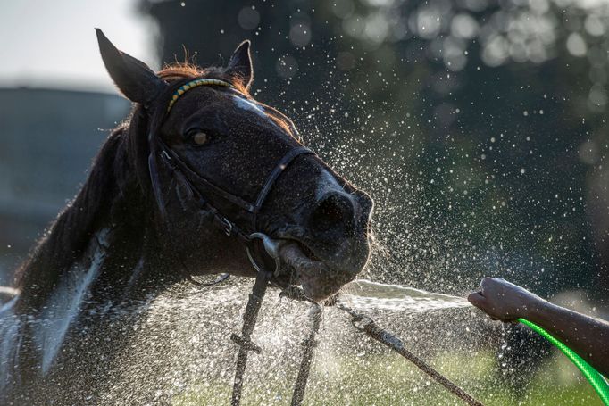 Velká pardubická 2019: Theophilos