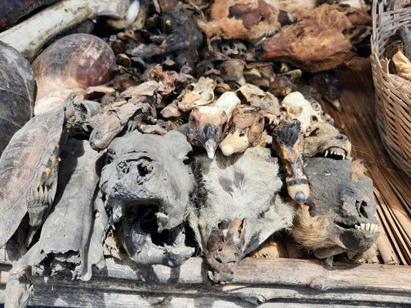 Záběry z voodoo trhu, kde se prodávají zvířecí ostatky, mimo jiné i lidoopí lebky.