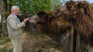 Skauti zachraňují velbloudici Pepitu