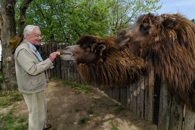 Pamětník Vladimír Kolomý - skaut z Úval, který se v červnu 1945 účastnil velbloudí pouti do pražské zoo.