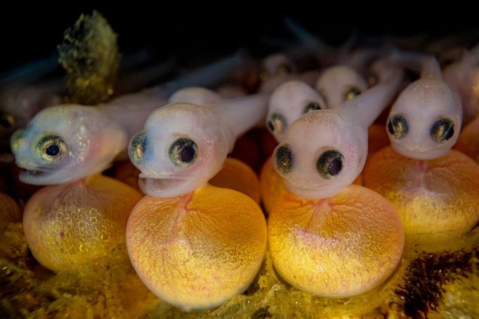 Vítězné fotografie ze soutěže Underwater Photographer of the Year 2023