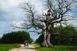 Dub stojí na okraji Bělověžského pralesa, jednoho z nejznámějších nížinných lesů nejen v Polsku, ale i v Evropě.