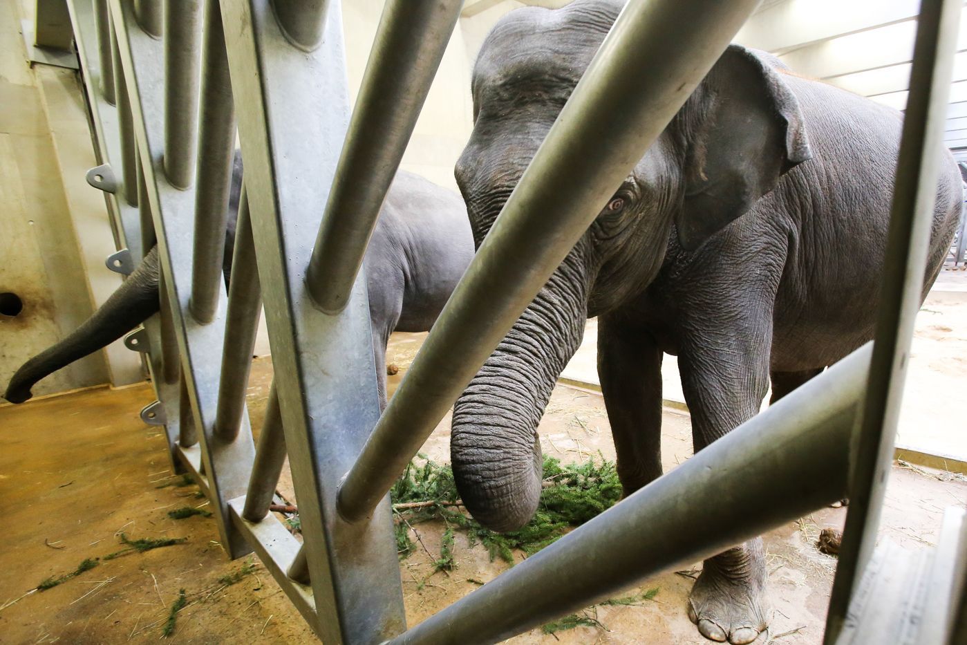 Krmení zvířat v Zoo Praha vánočním stromem ze Staromáku