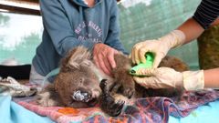 Ošetřovaný koala v Austrálii.