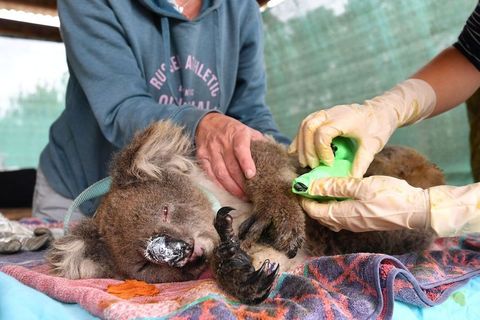 Odhalujeme rozsah ničivých požárů. Na pomoc Austrálii se skládá celý svět