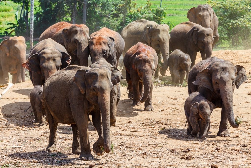Sloni Srí Lanka
