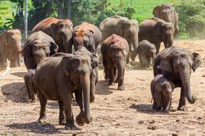 Pražská zoo má nové přírůstky, slonice ze Srí Lanky