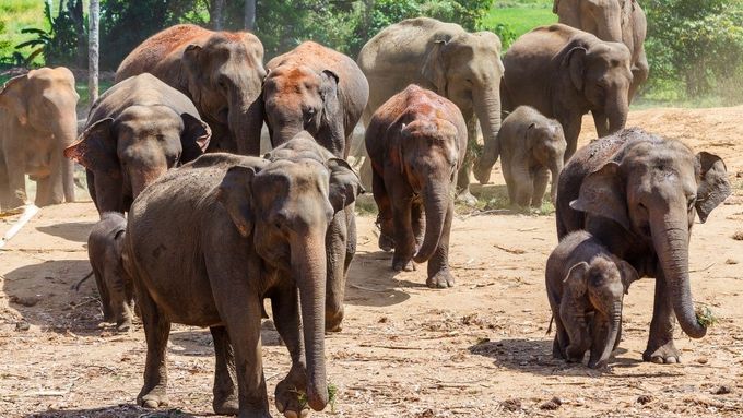 Pražská zoo má nové přírůstky, slonice ze Srí Lanky