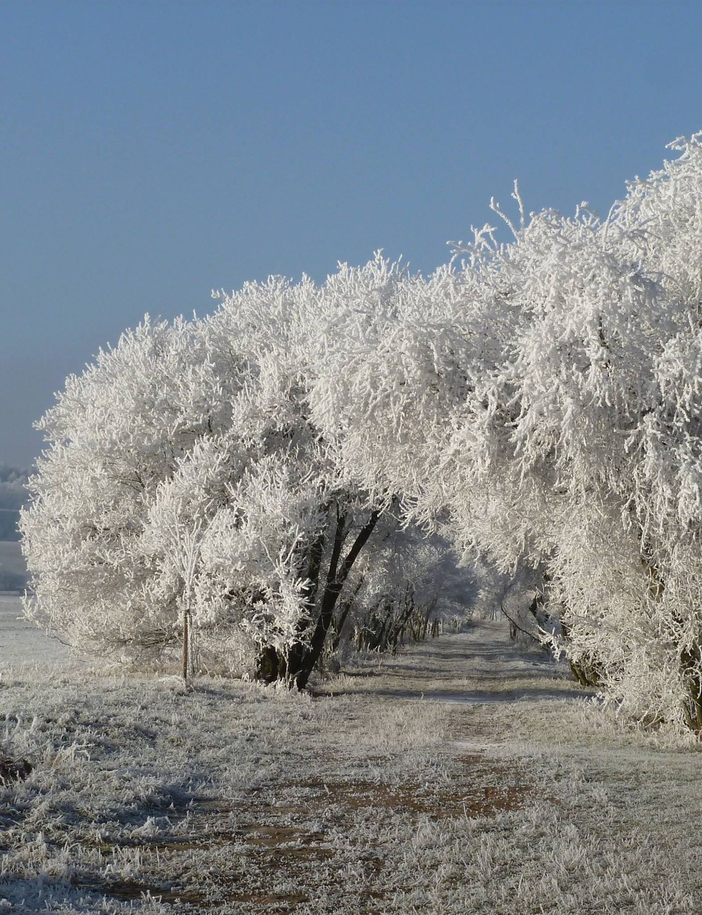 Soutěžní snímky Alej roku 2022