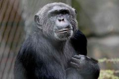 VIDEO Šimpanzice zneškodnila větví dron. Filmoval život opic