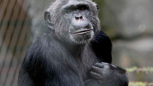 Šimpanz Pedro ukousl prst řediteli berlínské zoo, který jej v tu chvíli krmil