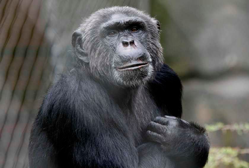 Šimpanz ukousl palec řediteli zoo