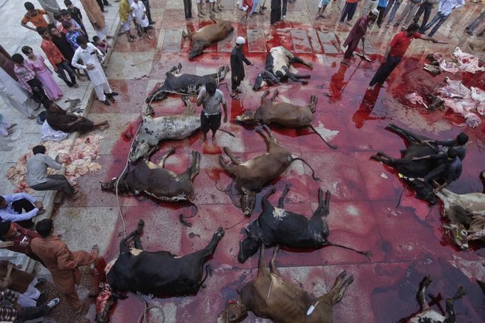 Men stand amidst cows that have been slaughtered during Eid al-Adha festival at a mosque in Lahore October 27, 2012. Muslims around the world celebrate Eid-al-Adha, marking the end of the haj, by slaughtering sheep, goats, cows and camels to commemorate Prophet Abraham's willingness to sacrifice his son Ismail on God's command REUTERS/Mohsin Raza (PAKISTAN - Tags: RELIGION ANIMALS SOCIETY) Published: Říj. 27, 2012, 1:28 odp.