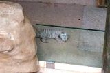 Tygr bílý (Zoo Liberec) - Nejčerstvější novinkou v Liberci bylo mládě šestileté tygřice Báry, které se narodilo 30. května. Přežilo ale jen pouhé dva týdny. Slepé kotě mělo být podle ošetřovatelů samička a od narození se neustále drželo u své matky. Záběry z porodnice v části pavilonu šelem jsou ale k vidění pro návštěvníky na oficiálních stránkách zahrady a sociální síti. Tygři bílí jsou uměle vyšlechtění a jejich bílá barva je způsobená albinismem. Ve volné přírodě by ale nepřežili.