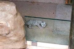 Mládě bílého tygra v Liberci uhynulo, mělo vrozenou vadu