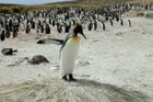 Zabily je krysy, kočky nebo nemoc? Na opuštěném ostrově vymřely statisíce tučňáků. Vědci netuší proč