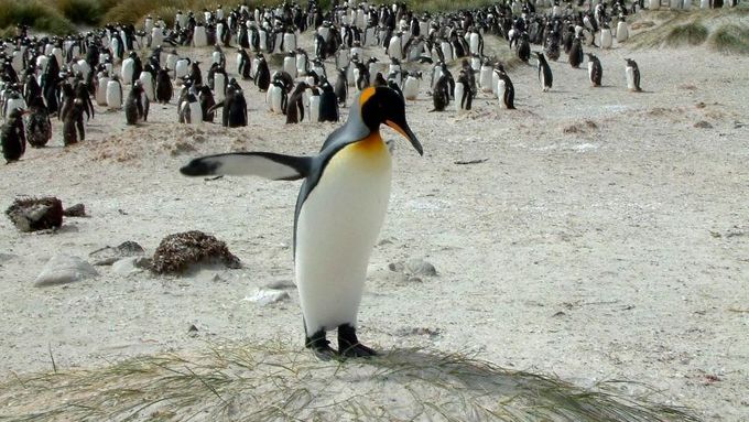 Tučňák královský - je středně velký zástupce čeledi tučnákovitých obývající vody obklopující Antarktidu. Hnízdí na plážích nebo na holých svazích pokrytých nejrůznější vegetací.