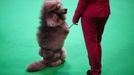 Crufts Dog Show (Birmingham)