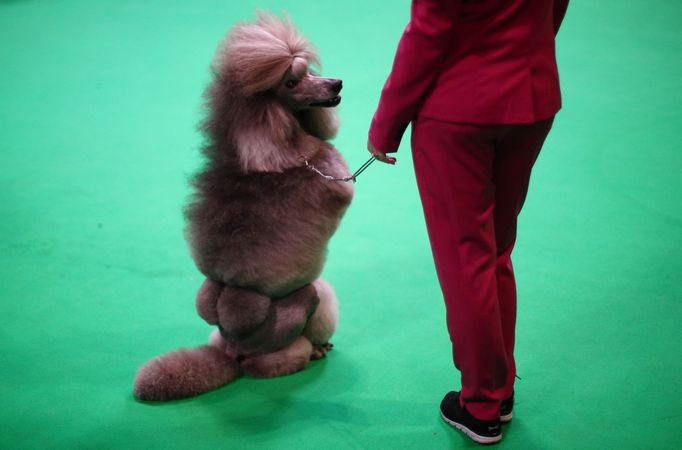 Crufts Dog Show (Birmingham)