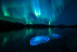 Audun Rikardsen (Norsko): Polární záře osvětluje medúzy v chladných vodách fjordu u města Tromsø v severním Norsku. (Canon EOS-1D X + Laowa 12mm f/2,8, 34 s, f/2.8 až f/22 měněná během expozice, ISO 1600, dva blesky Canon 600, podvodní pouzdro).