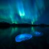 Wildlife Photographer of the Year 2023. Snímky nominované na cenu veřejnosti People Choice Award