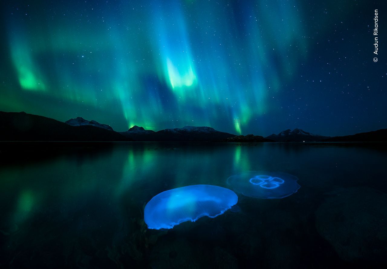 Wildlife Photographer of the Year 2023. Snímky nominované na cenu veřejnosti People Choice Award