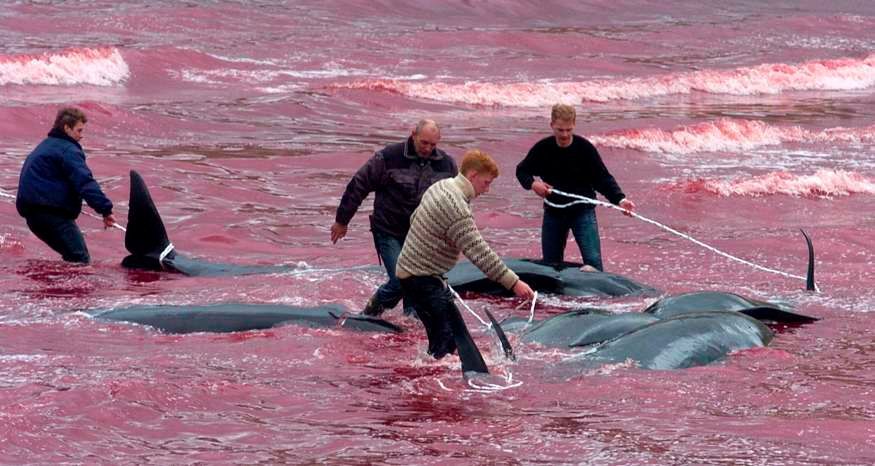 Tradiční masakr kulohlavců na Faerských ostrovech