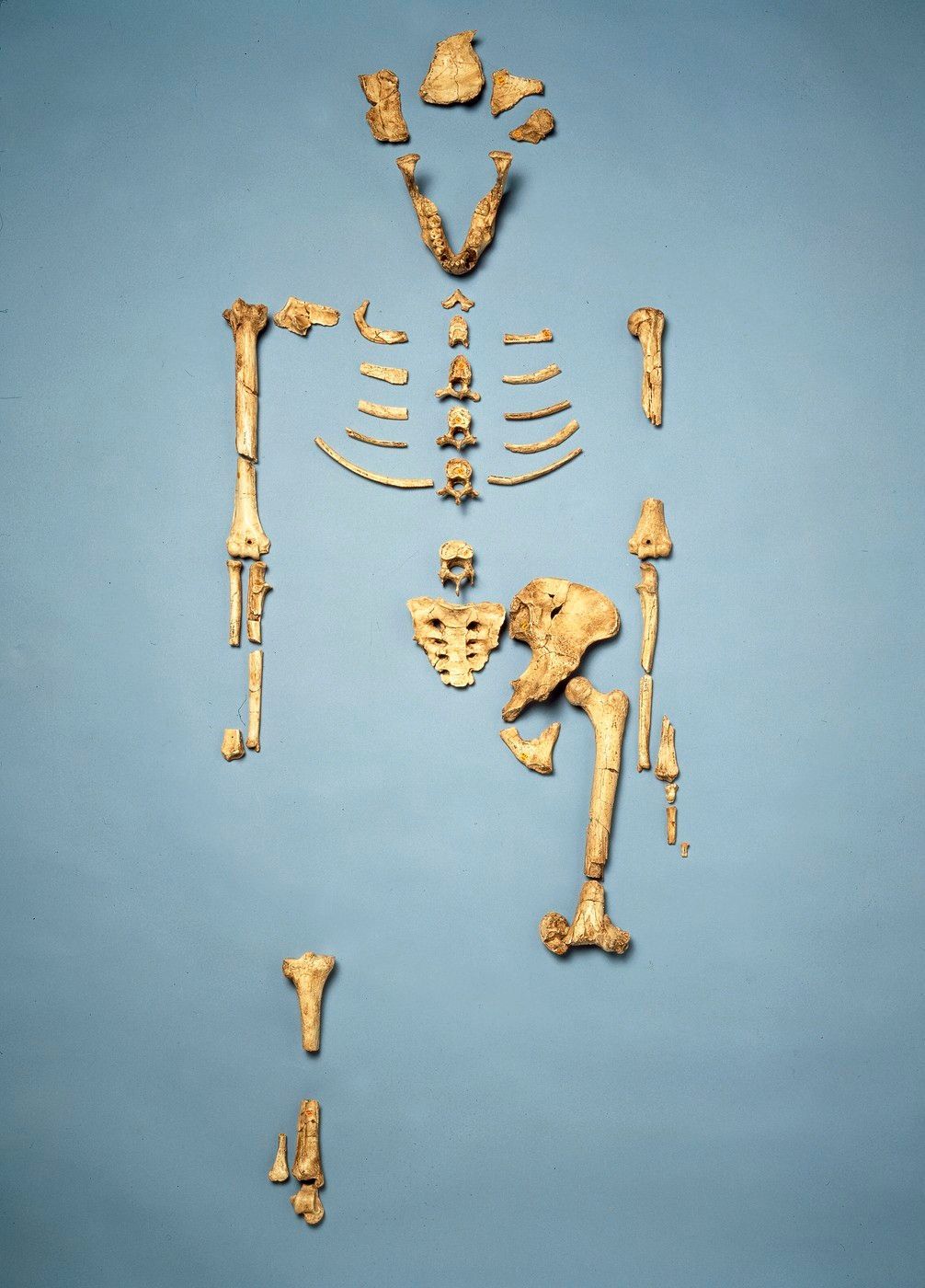 Lucy, kostra, Australopithecus, Etiopie, Národní muzeum, zapůjčení, Domácí