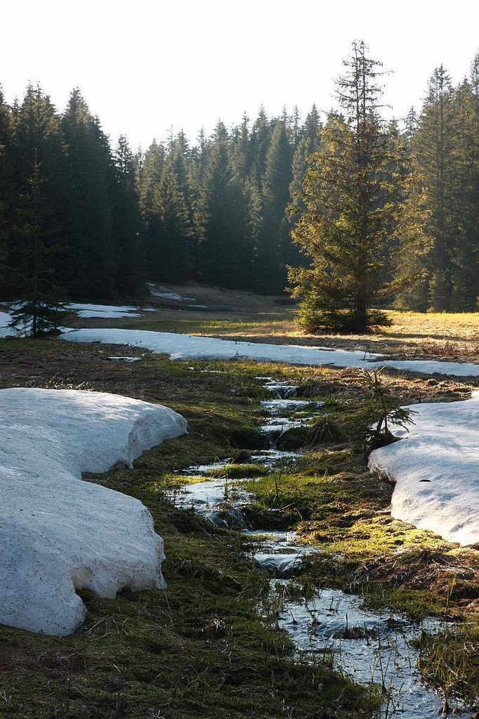 Šumava