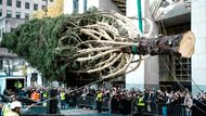 New York, USA: Na Rockefeller Plaza zvedají k nebi vánoční strom Rockefellerova centra, jeden z prvních symbolů blížících se svátků.