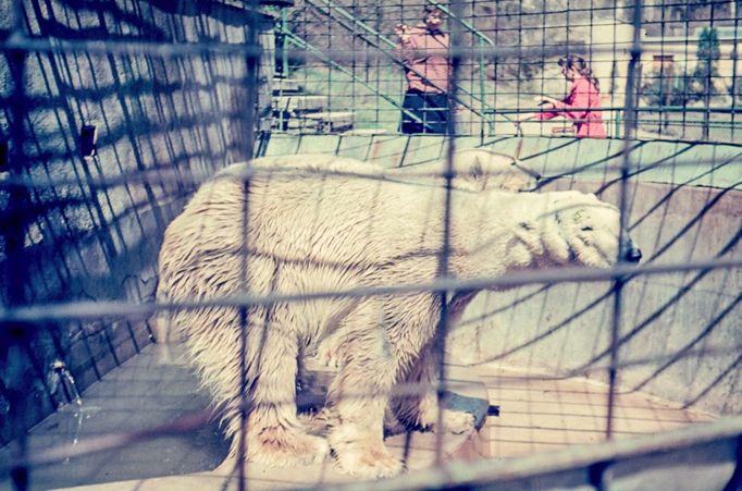 ZOO Liberec slaví 120 let od svého vzniku. Podívejte se na historické momenty a vývoj nejstarší zoologické zahrady v českých zemích od jejího založení v roce 1904.