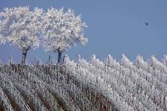 Jarní mrazy napáchaly na vinicích škodu za půl miliardy korun, odhadli vinaři
