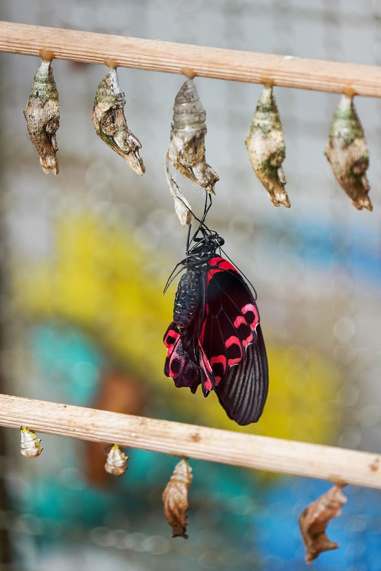 Motýli v Botanické zahradě v pražské Tróji, květen 2023