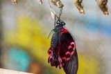 Uvnitř kukly má motýl křídla zmačkaná, po vylíhnutí se musí na chvíli vyvěsit na tyč. Pro to, aby si je narovnal, využívá takzvanou krvomízu, kterou napumpuje do jejich žilnatin. Na fotce je zrovna vylíhnutý filipínský otakárek, Atrophaneura semperi.