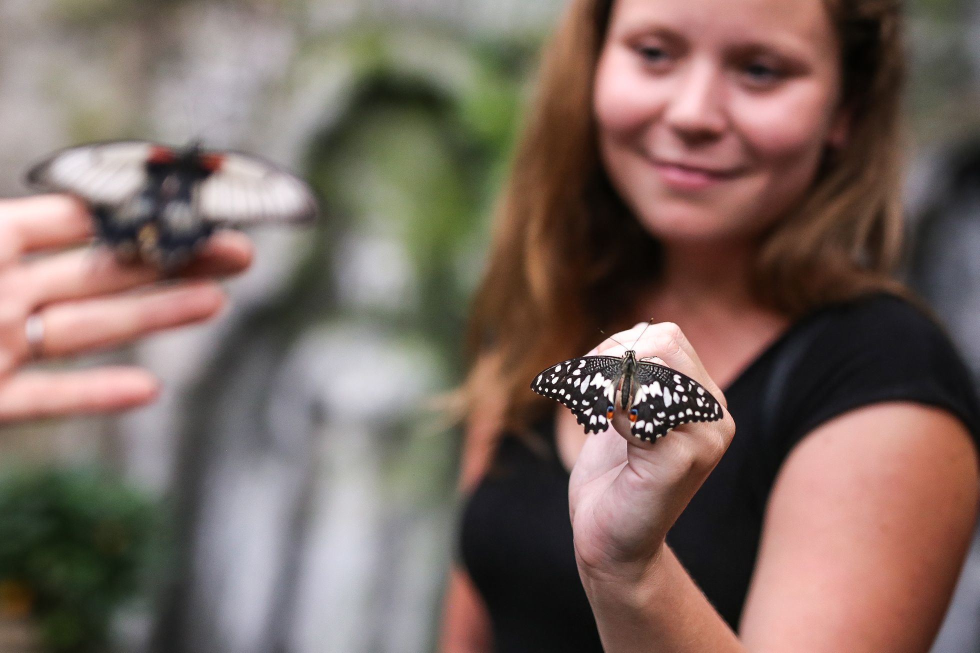 Motýlí dům v Praze v hračkářství Hamleys