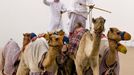 Cvičitelé velbloudů směřují se svými zvířaty k závodní dráze Fahad al-Ahmed al-Sabah, aby se tam zúčastnili 9. ročníku velbloudích závodů Camel Racing Chamionship v Kabadu.