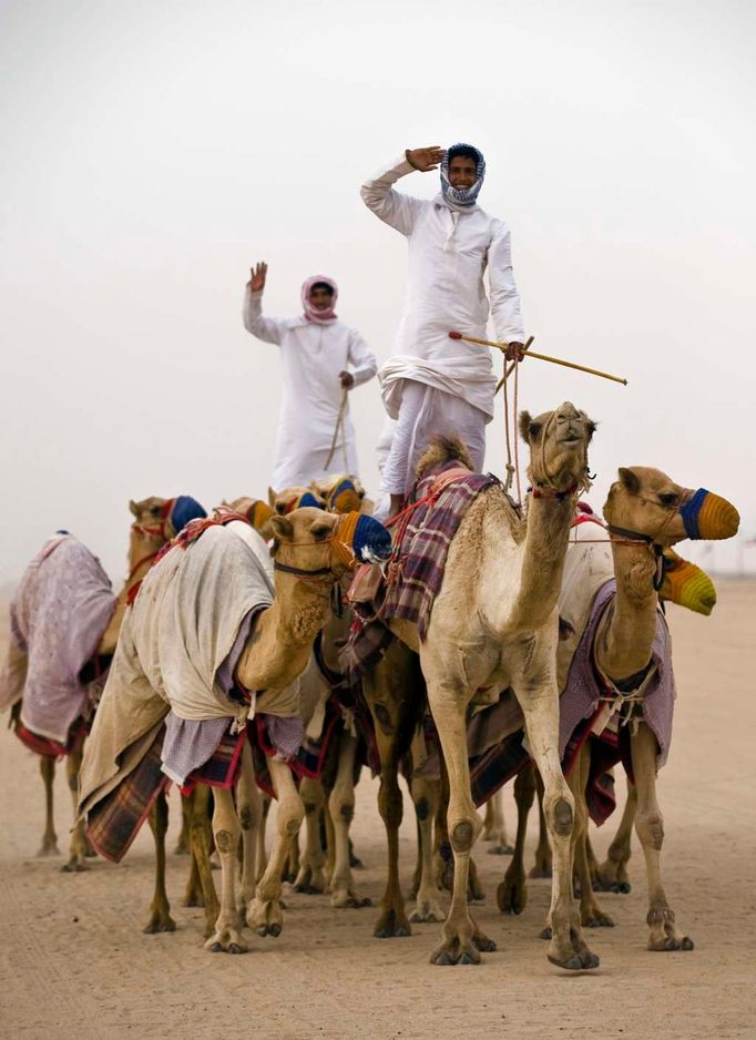 Cvičitelé velbloudů směřují se svými zvířaty k závodní dráze Fahad al-Ahmed al-Sabah, aby se tam zúčastnili 9. ročníku velbloudích závodů Camel Racing Chamionship v Kabadu.