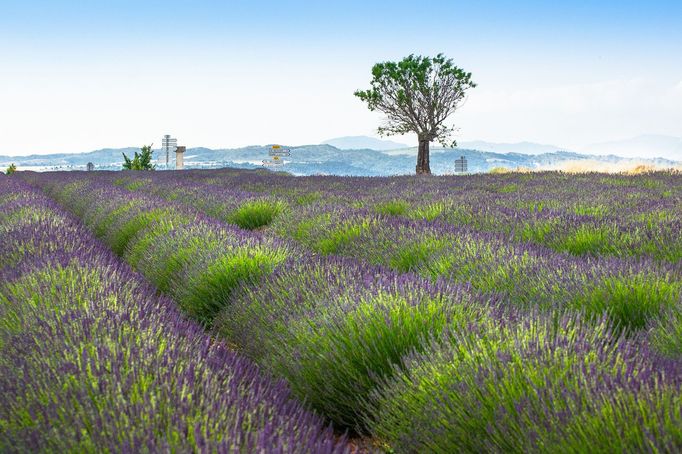 Levandulová pole v Provence, Jižní Francie