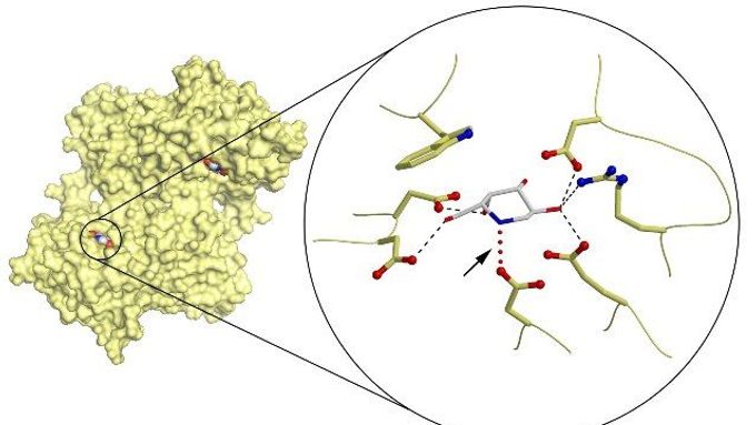 Enzym alfa-GAL (žlutě) je tu navázaný na tzv. farmakologický chaperon DGJ. Klíčová vazba je tu označena šipkou.